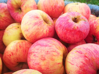 Ripe fresh apples in a basket. Autumn farm harvest.