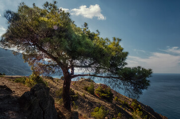 Crimea, A large spreading pine tree on the mountain and the sea.