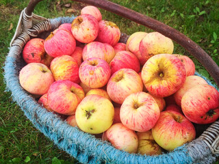 Ripe fresh apples in a basket. Autumn farm harvest.
