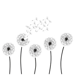 dandelion, vector