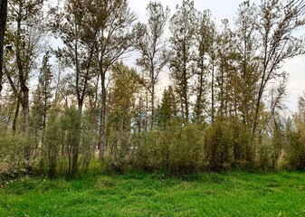 Obraz premium trees in the forest