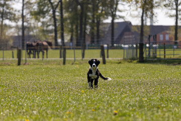 Junger Border Collie steht in Wiese mit Pusteblumen