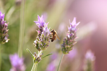 Bee perched on a lavender flower. Nature concept. Copy space.