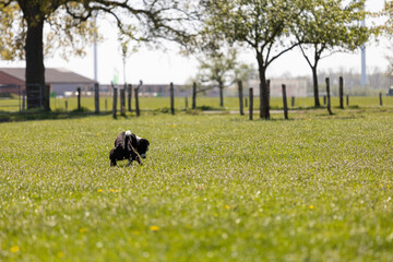Junger Hund macht ein Häufchen in die Wiese