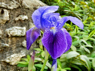 Close up of a Blue Bearded Iris 