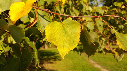 Close-up of a yellow-green linden leaf on a twig in an autumn city park environment in golden sunlight.