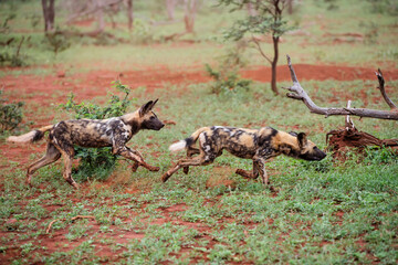 African wild dog playing in Zimanga game reserve in South Africa