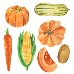 Set of watercolor vegetables. Tomato, carrot, pepper, cabbage, onion, radish, onion, cucumber, zucchini, pumpkin, corn, garlic, basil, potato. Hand drawn food illustration. Set of organic products