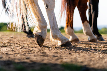Close-up of a horse's hind legs and hooves in resting position on a horse pasture (paddock) at sunset. Typical leg position for horses. Concepts of rest, relaxation and well-being. Background blur. - obrazy, fototapety, plakaty
