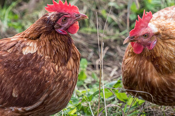 Golden Sex Link – Backyard Chicken- Golden Bovan (Golden Sex Link) 