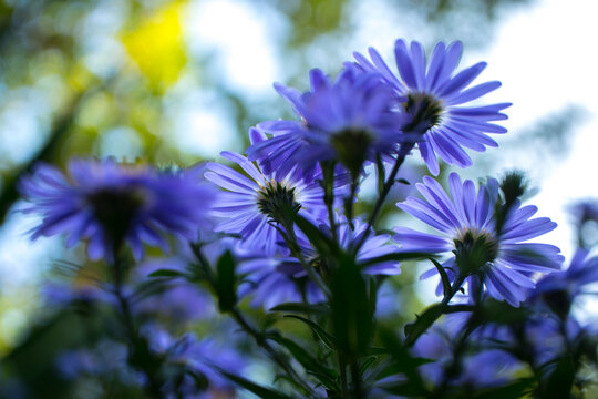 Blue daisy - Felicia. Blue garden flower in close-up.