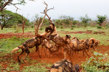 African wild dog eating from a warthog kill in Zimanga game reserve in South Africa