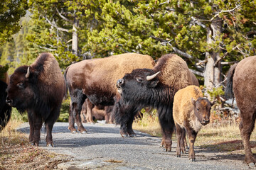 Herd of American bison (Bison bison) on a hiking trail in Yellowstone National Park, selective focus, Wyoming, USA.