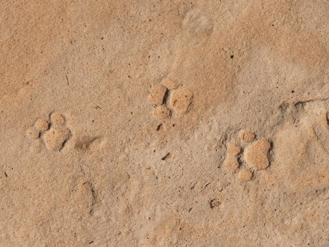 puma footprints in Argentina