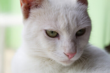 White cat with piercing look and green background