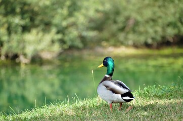 Obraz premium Duck standing by the lake in green autumn nature