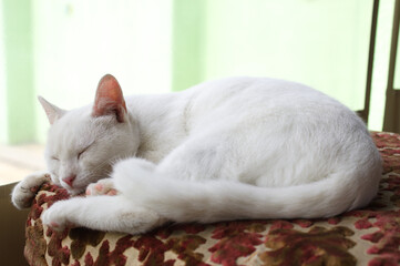 Fototapeta na wymiar White cat sleeping with eyes closed on a comfortable pillow
