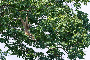 A Lar Gibbon (Hylobates lar) pauses to inspect an intruder into it's jungle.