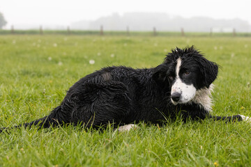 Border Collie Junghund liegt nass in der Wiese
