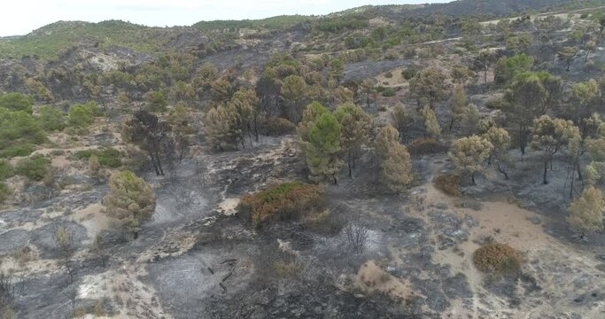 Bosque mediterr&aacute;neo quemado drone 4k