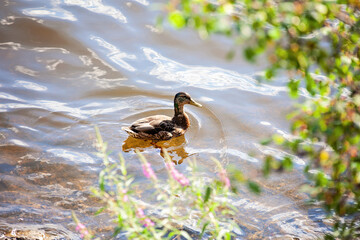 duck in the water
