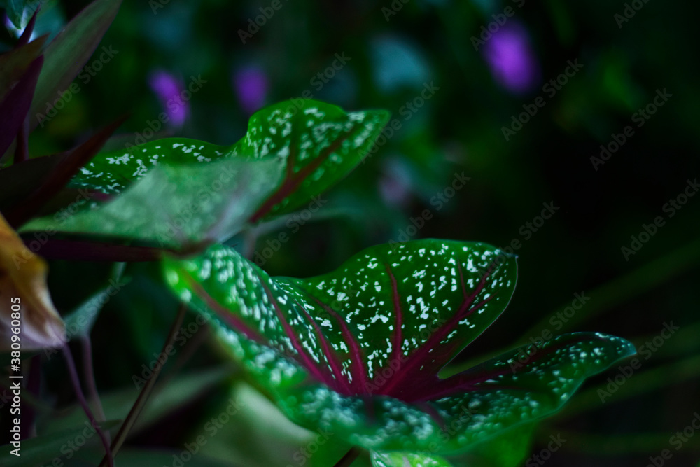 Wall mural colorful leaf