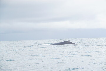 hump back whale out of water 