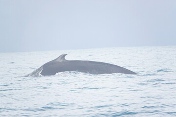 hump back whale out of water 