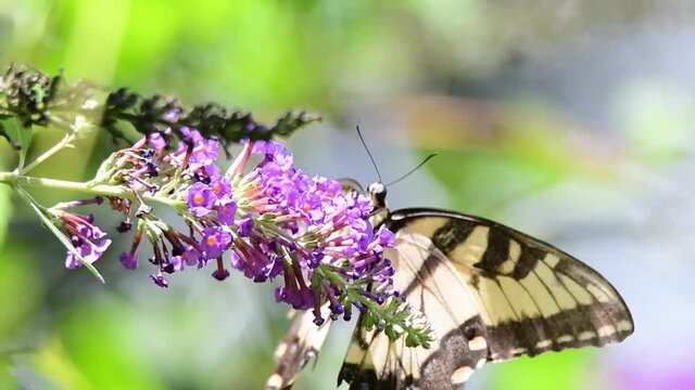 A monarch butterfly feeds on a butterfly bush.