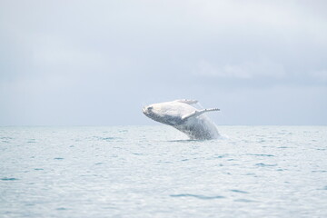 hump back whale out of water pacific ocean 