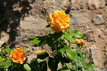 Two yellow roses in a stone wall background