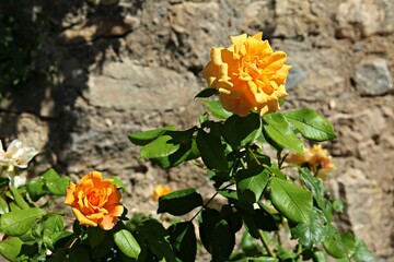 Two yellow roses in a stone wall background