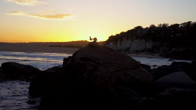 seagulls at sunset from rocks at curl curl beach