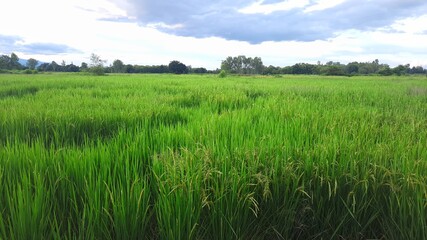 Green rice plants against the blue sky