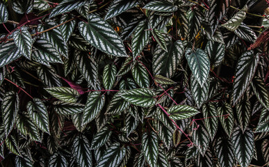 Naklejka na ściany i meble Foliage of the plant (Rex Begonia Vine)(Cissus discolor) (Cissus javana) at Singapore Botanical Garden Family: Vitaceae Genus: Treebine Order: Vitales