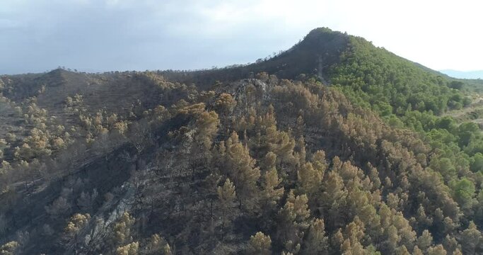 Cima de bosque mediterr&aacute;neo quemado, drone