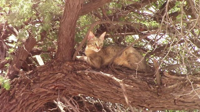 The Africa Wild Cat, Felis silvestris lybica sits and rests high in a camel thorn? tree in the dry and arid Kalahari region of Southern Arica