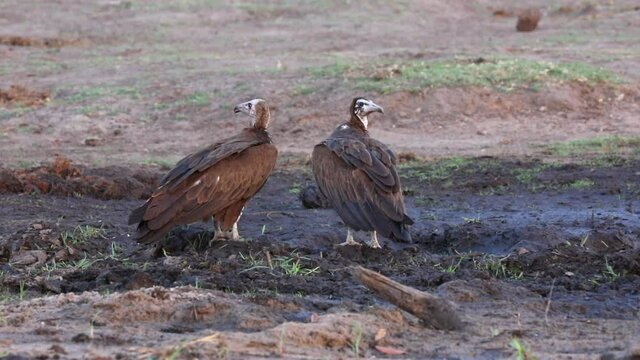 The Hooded Vulture, Necrosyrtes monachus rests along the banks of the Chobe River,? northern Botswana after quenching its thirst on a hot summers day