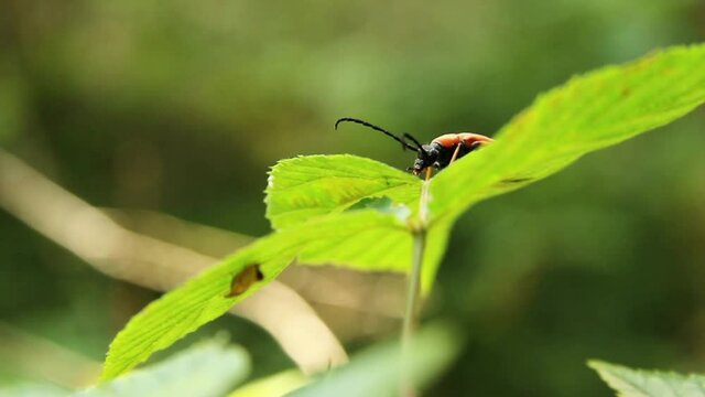 Orange cardinal beetle (Pyrochroa coccinea) on the leaf in the forest