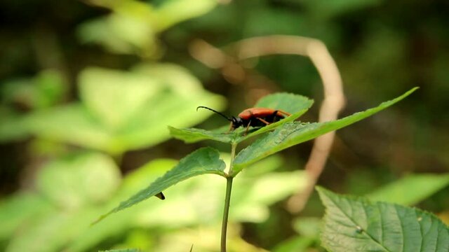 Orange cardinal beetle (Pyrochroa coccinea) on the leaf in the forest