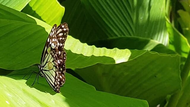 A Monarch Butterfly, scientific name Danaus Plexippus, suns itself on a banana leaf in Dalumpinas, Philippines