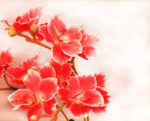 Red-pink orchids that are in full bloom in a beautiful long bouquet, suitable for use as a show decoration.