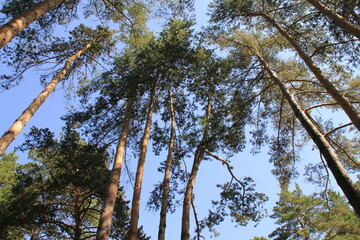 trees in the forest