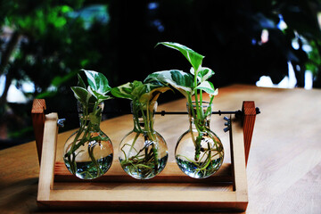 Small ornamental plants are planted in clear, round glass jars arranged in wooden blocks with roots growing in the vials.