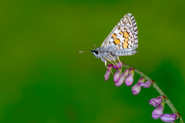 Macro Photography of Moth on Twig of Plant.