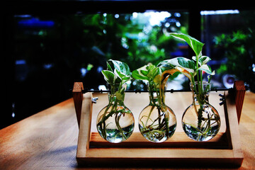 Small ornamental plants are planted in clear, round glass jars arranged in wooden blocks with roots growing in the vials.