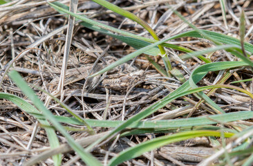 Brownspotted grasshopper (Psoloessa delicatula) 5th Instar Perched on the Ground Camouflaged in Dried Vegetation