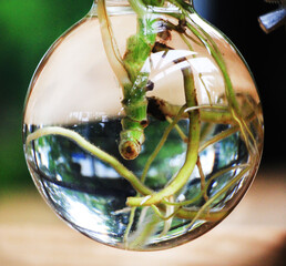 Small ornamental plants are planted in clear, round glass jars arranged in wooden blocks with roots growing in the vials.