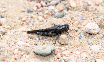 A Beautifully Patterned Black and Gray Adult Northern Red-winged Grasshopper (Arphia pseudonietana) Perched on the Rocky Ground