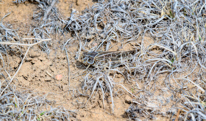 Red-shanked Grasshopper (Xanthippus corallipes) Perched on the Ground on Dirt and Dried Vegetation